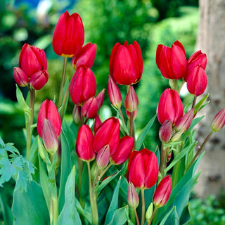 Tulipe - Red Georgette - Tulipa - Variété perroquet, pétales ondulés - 5 bulbes