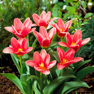 Tulipe - Fashion - Tulipa - Élégance et fraîcheur au jardin - 5 bulbes