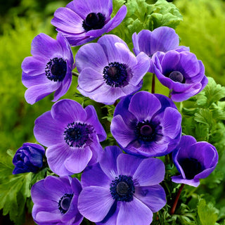 Anémone - Mr Fokker - Perle colorée dans le jardin de printemps - 8 bulbes