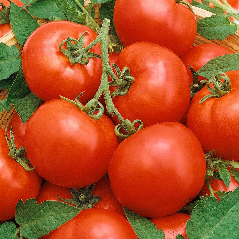Tomate Baron F1 R sistance Fiable R coltes Pr coces R coltes Abond tomate-baron-f1-r-sistance-fiable-r-coltes-pr-coces-r-coltes-abond