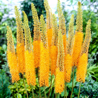 Éremurus - Pinokkio - Eremurus - Flamme jaune qui règne en été