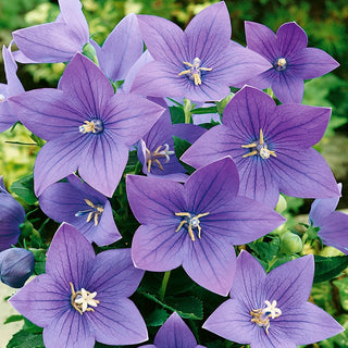 Balloon Flower Blue - Impressive Bells, Excellent for Rockeries, Frost-Resistant - Platycodon grandiflorus - Premium Seeds