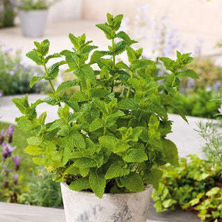 Spearmint - Exceptional Flavour and Aroma, Grows Well in Pots - Mentha spicata - Premium Seeds