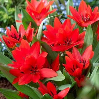 Tulipe botanique - Tubergen's Variety - Tulipa - Accents rouges - Charme naturel - 5 bulbes
