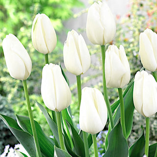Tulipe - Hakuun - Tulipa - Blanc qui illumine le jardin - 5 bulbes