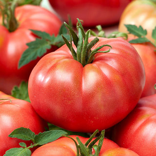 Tomate RASPBERRY WARSZAWSKI - Juteuse et sucrée, résistante à la fissuration - 10 g