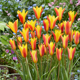 Tulipe - Chrysantha - Tulipa - Petites résistantes et pleines de charme - 5 bulbes