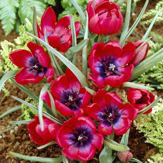 Tulipe - Liliput - Tulipa - Puissance précoce en petit format - 5 bulbes