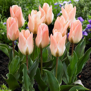 Tulipe - Little Girl - Tulipa - Accent printanier pastel et subtil - 5 bulbes