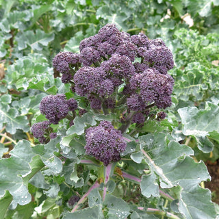 Chou Brocoli - Early Purple Sprouting - Précoce pour le début de la saison