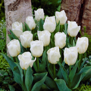 Tulipe greigii - Greigii White - blanc - Tulipa - blanc pur dans les tulipes basses - 5 bulbes