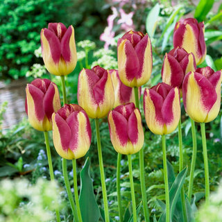 Tulipe - Boston - Tulipa - Élégance bordeaux crème - 5 bulbes