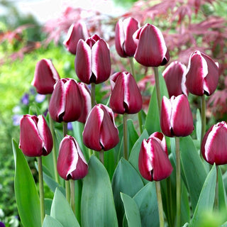 Tulipe - Fontainebleau - Tulipa - Idéal pour vases et décoration - 5 bulbes