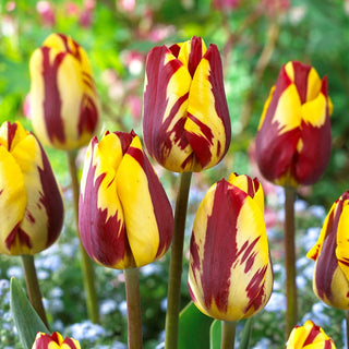 Tulipe - Helmar - Tulipa - Explosion de couleurs uniques - 5 bulbes