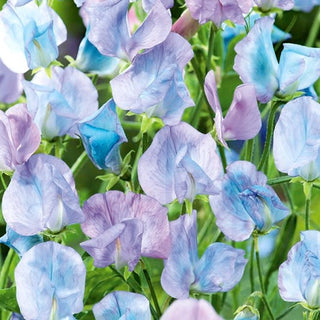 Pois de Senteur - Bleu Clair - Subtils tons bleus des fleurs - Lathyrus odoratus
