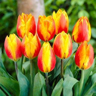 Tulipe - Flair - Tulipa - Idéal pour massifs et bordures - 5 bulbes