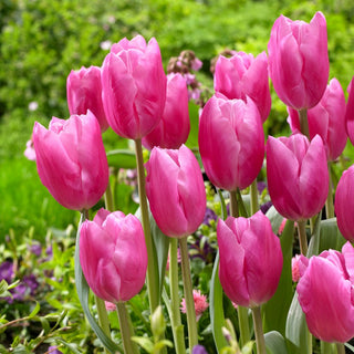 Tulipe - Jumbo Pink - Tulipa - Fleurs roses au parfum délicat - 5 bulbes