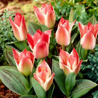 Tulipe - Czaar Peter - Tulipa - Croissance basse, port nain - 5 bulbes