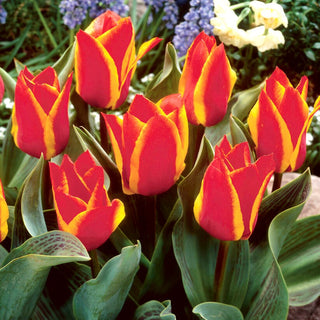 Tulipe - Engadin - Tulipa - Excellent choix pour des compositions colorées - 5 bulbes