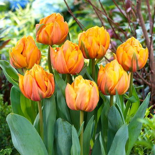 Tulipe - Freeman - Tulipa - Couleur éclatante dans chaque recoin - 5 bulbes
