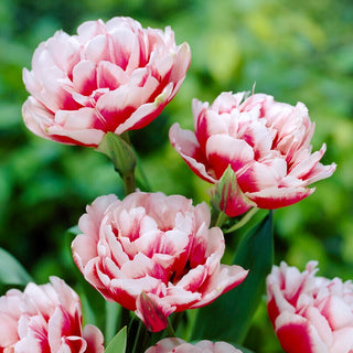 Tulipe - Gerbrand Kieft - Tulipa - Couleurs contrastées qui attirent le regard - 5 bulbes