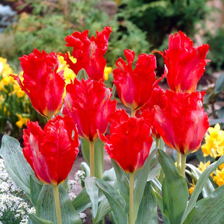 Tulipe - Giant Parrot - Tulipa - Créez un jardin plein de tempérament - 5 bulbes