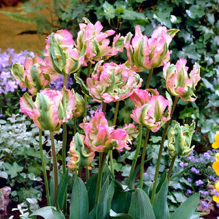 Tulipe - Green Wave - Tulipa - Explosion printanière rose et verte - 5 bulbes