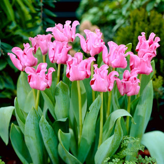 Tulipe - Picture - Tulipa - Pétales ondulés, couleur délicate - 5 bulbes