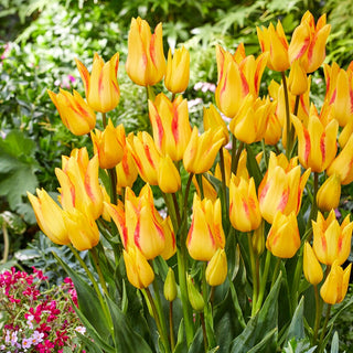 Tulipe - Royal Georgette - Tulipa - Accent vif et moderne - 5 bulbes