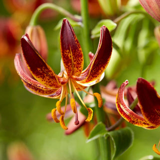 Lys martagon - Arabian Knight - Lilium - Fleurs bordeaux pleines d’élégance