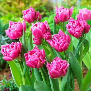 Tulipe - Dior - Tulipa - Inflorescences en forme de pivoine, durables - 5 bulbes