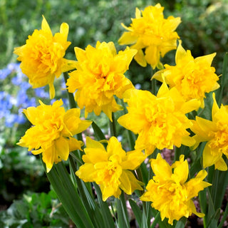 Narcisse - Van Sion - Narcissus - Crée de magnifiques touffes de fleurs - 5 bulbes