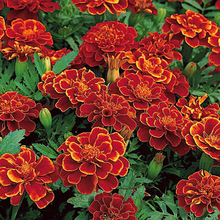 Œillet d'Inde Red Cherry - Floraison continue tout au long de la saison jusqu’à l’automne - Tagetes patula nana - 1 kg