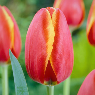 Tulipe - Worlds Friend - Tulipa - Rare et de collection - 5 bulbes