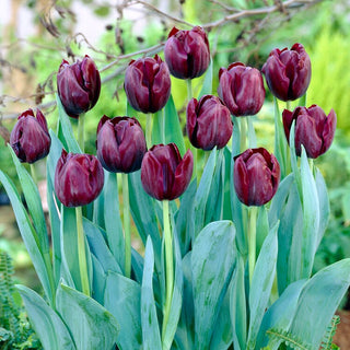 Tulipe - Blackjack - Tulipa - Mettez en valeur votre jardin avec une couleur unique - 5 bulbes