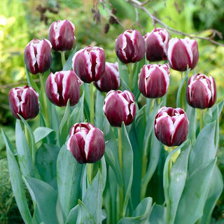 Tulipe - Jackpot - Tulipa - Tulipe spectaculaire pour chaque jardin - 5 bulbes