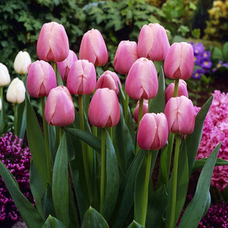 Tulipe - Ollioules - Tulipa - Élégance et tradition au jardin - 5 bulbes