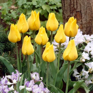 Tulipe - Golden Tango - Tulipa - Fleurs en coupe pleines d’éclat - 5 bulbes