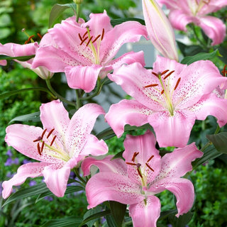 Lys oriental - Josephine - Lilium - Idéale pour massifs, balcons et terrasses