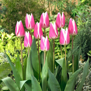 Tulipe - Early Surprise - Tulipa - Polyvalente pour le jardin et la terrasse - 5 bulbes