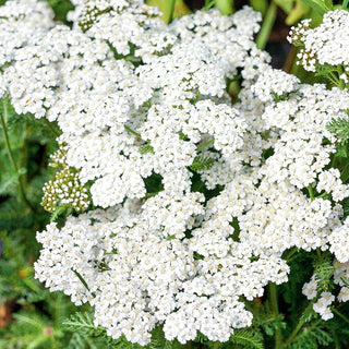 Achillée millefeuille Blanc - Blanc délicat pour prairies et massifs - Achillea millefolium