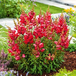 Muflier - Defiance - Fleurs spectaculaires aux tons chauds - Antirrhinum majus maximum