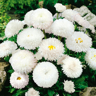 Pâquerette Super Enorma - White Ball - Rosette feuillue dense à floraison abondante - Bellis perennis