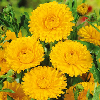 Souci officinal - Lemon Beauty - Accent lumineux sur les massifs colorés - Calendula officinalis