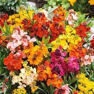 Giroflée des murailles - Tom Thumb - Explosion multicolore - Cheiranthus cheiri