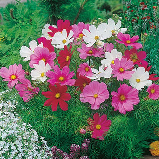 Cosmos Sensation Nain - Mélange - Forme légère, port aérien - Cosmos bipinnatus