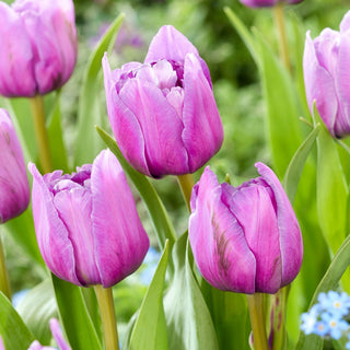 Tulipe - Dancing Passion - Tulipa - Pétales superposés pour l’élégance - 5 bulbes