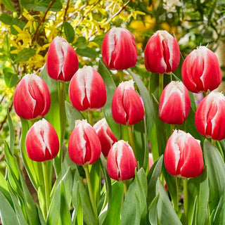 Tulipe - One Love - Tulipa - Idéal pour bouquets et compositions - 5 bulbes