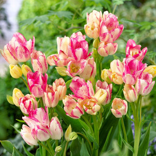 Tulipe - Dream Club - Tulipa - Multiflore, résistant au gel - 5 bulbes
