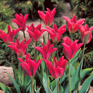 Tulipe - Pimpernel - Tulipa - Fleurs longue durée de fraîcheur - 5 bulbes